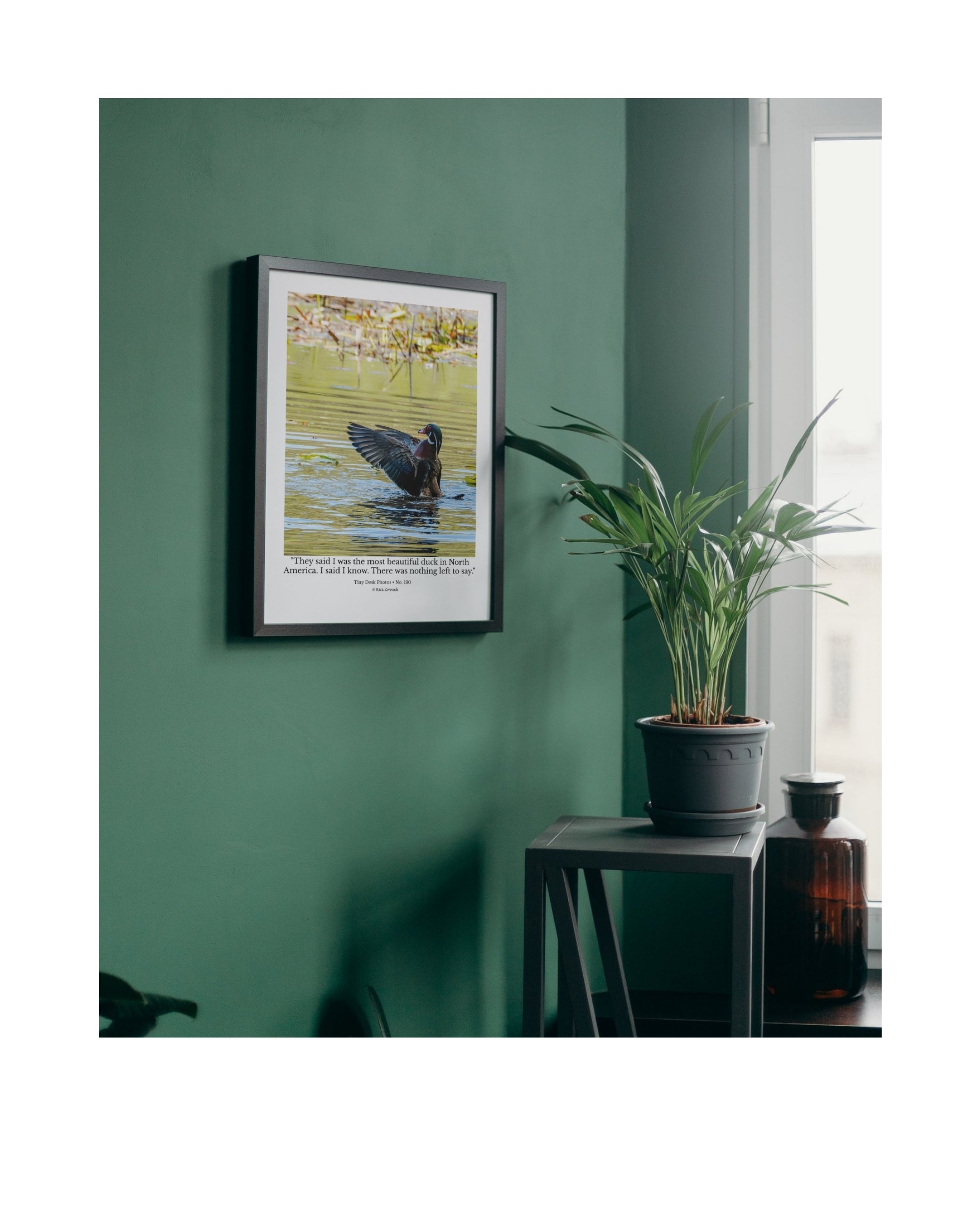 Wood Duck Wildlife Photography Print | Tiny Desk Photos No. 130