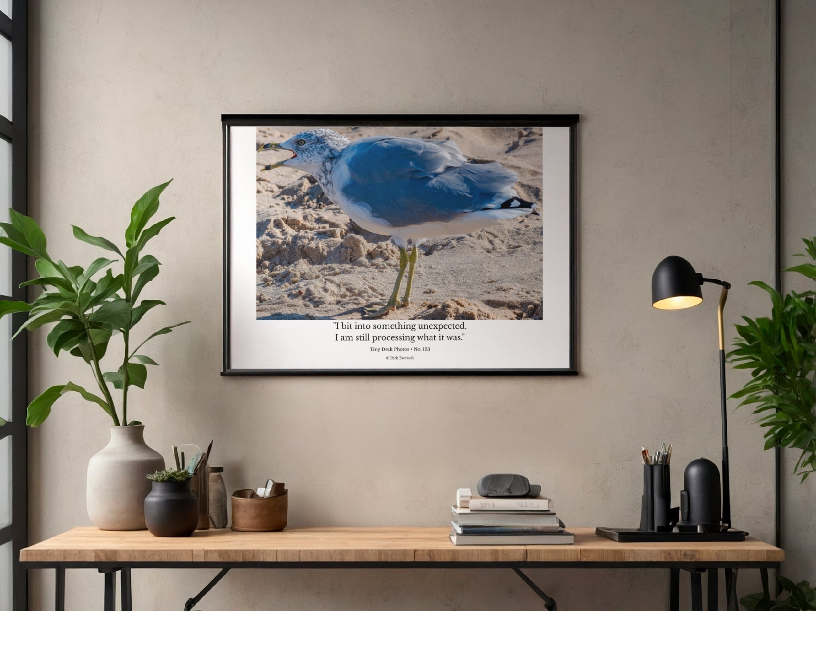 Ring-Billed Gull Wildlife Photography Print | Tiny Desk Photos No. 133