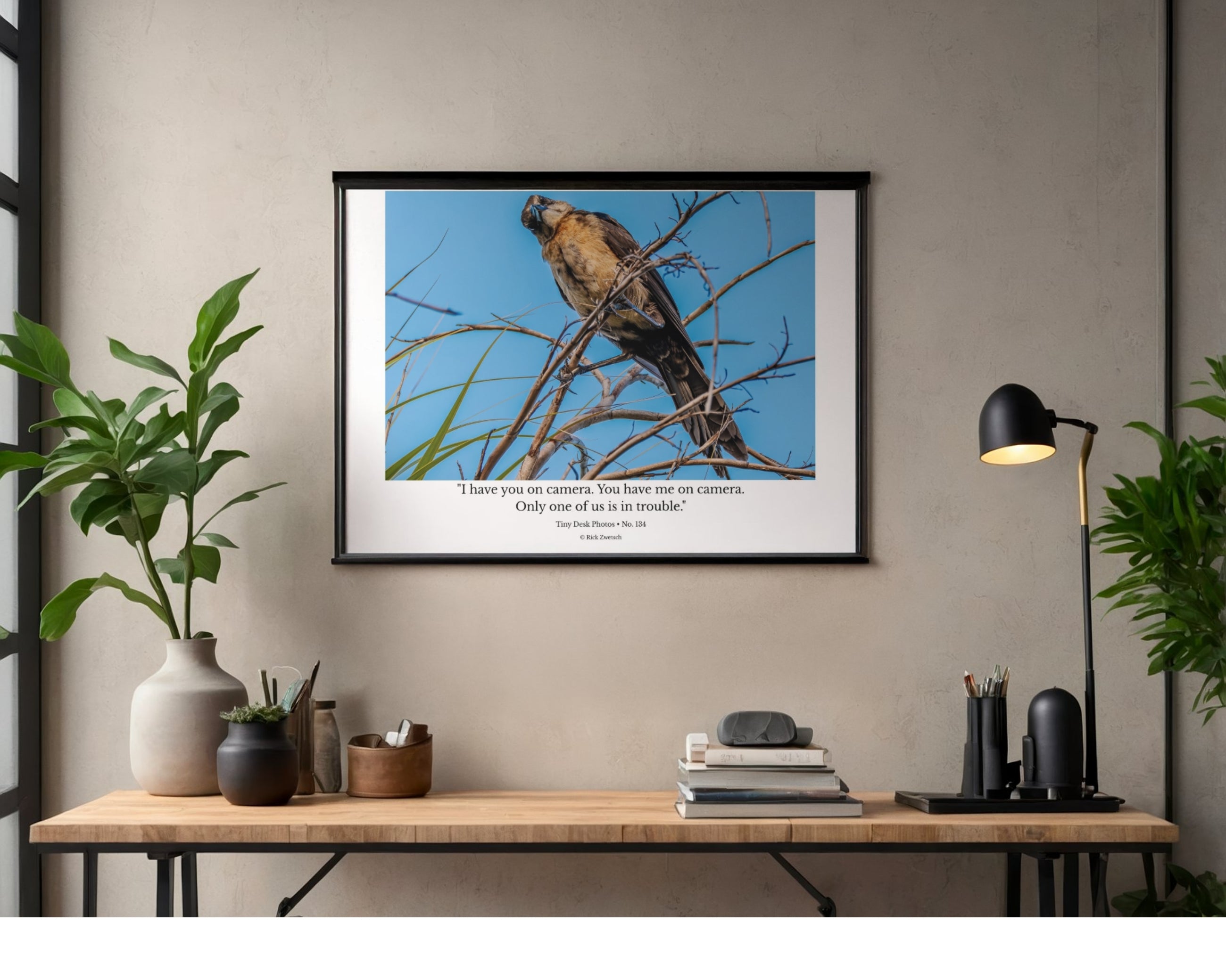 Boat-Tailed Grackle Wildlife Photography Print | Tiny Desk Photos No. 134