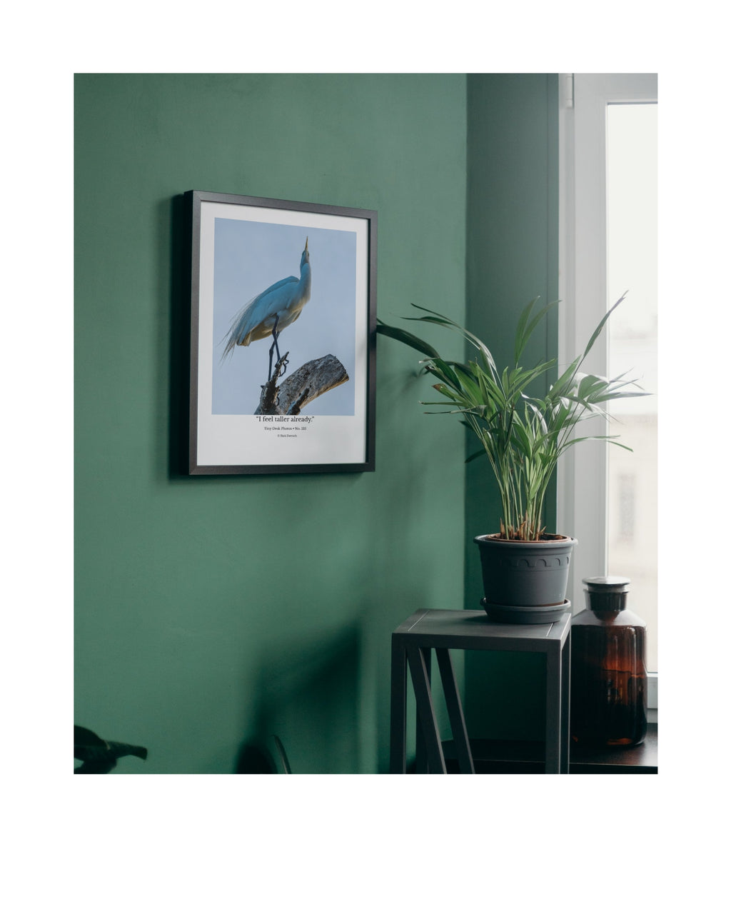 Great Egret Wildlife Photography Print | Tiny Desk Photos No. 135