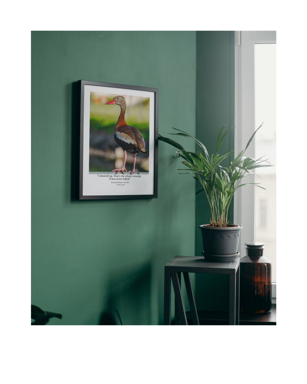 Black-Bellied Whistling Duck Wildlife Photography Print | Tiny Desk Photos No. 139