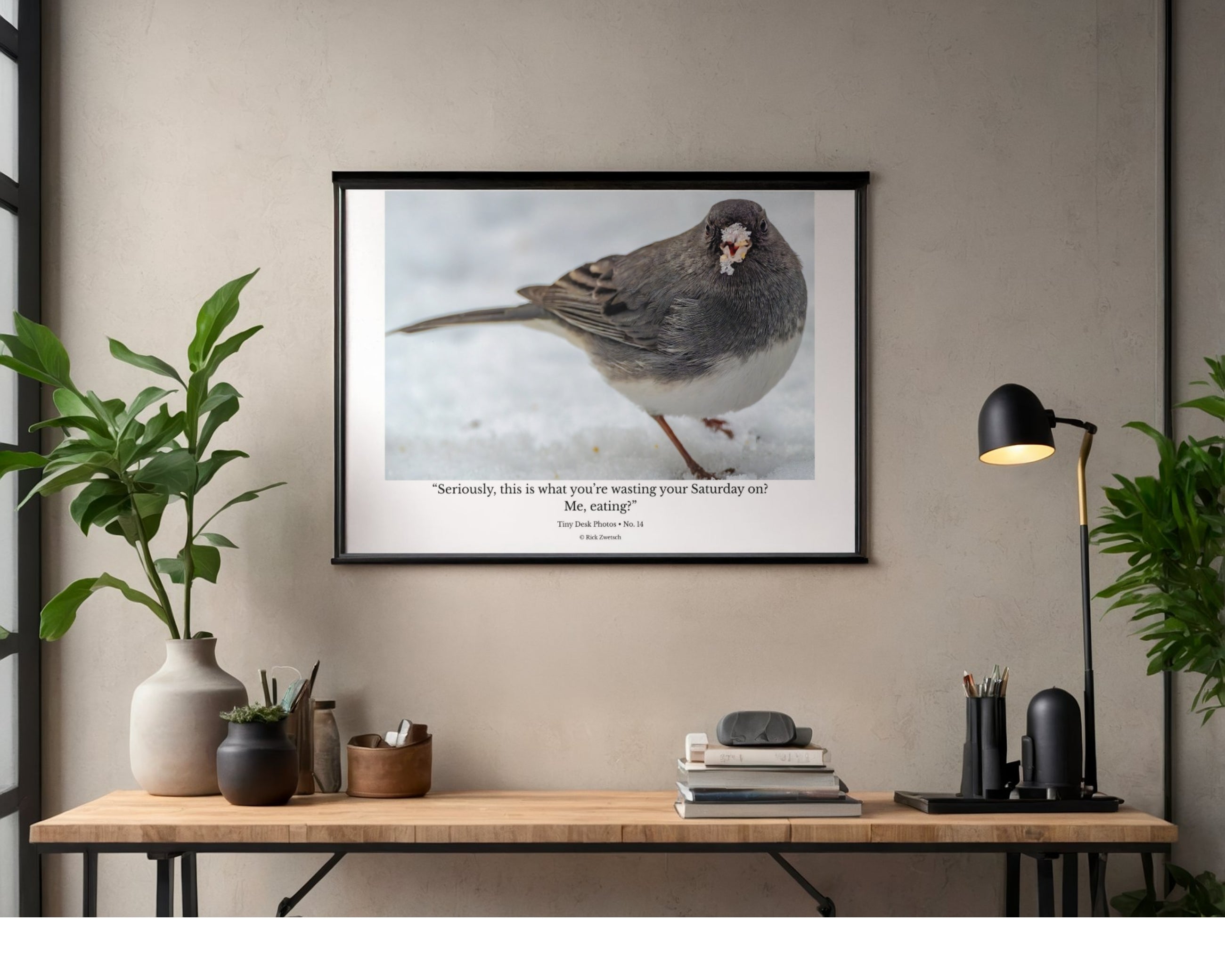 Tiny Desk Photos • No. 14 | Dark-eyed Junco | Priorities