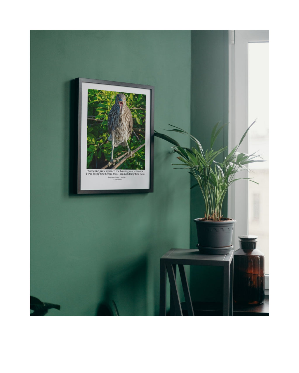 Yellow-Crowned Night Heron Wildlife Photography Print | Tiny Desk Photos No. 140