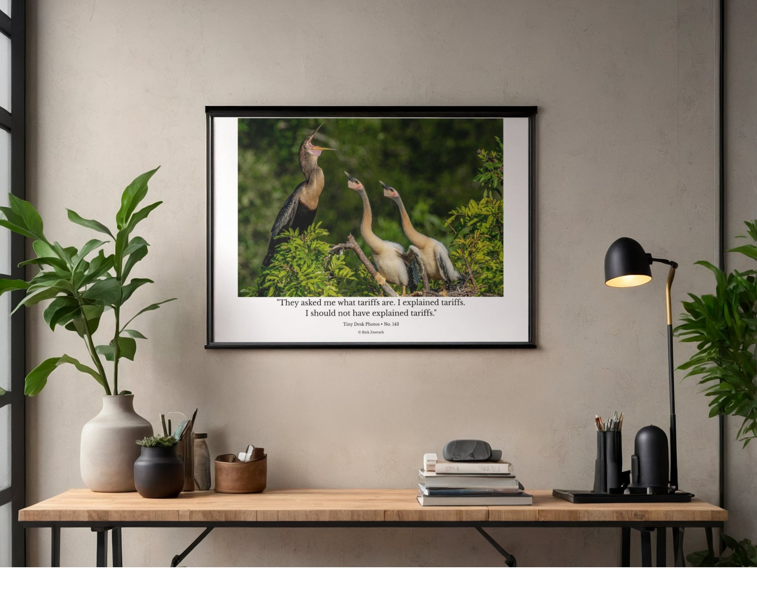 Anhinga Wildlife Photography Print | Tiny Desk Photos No. 143