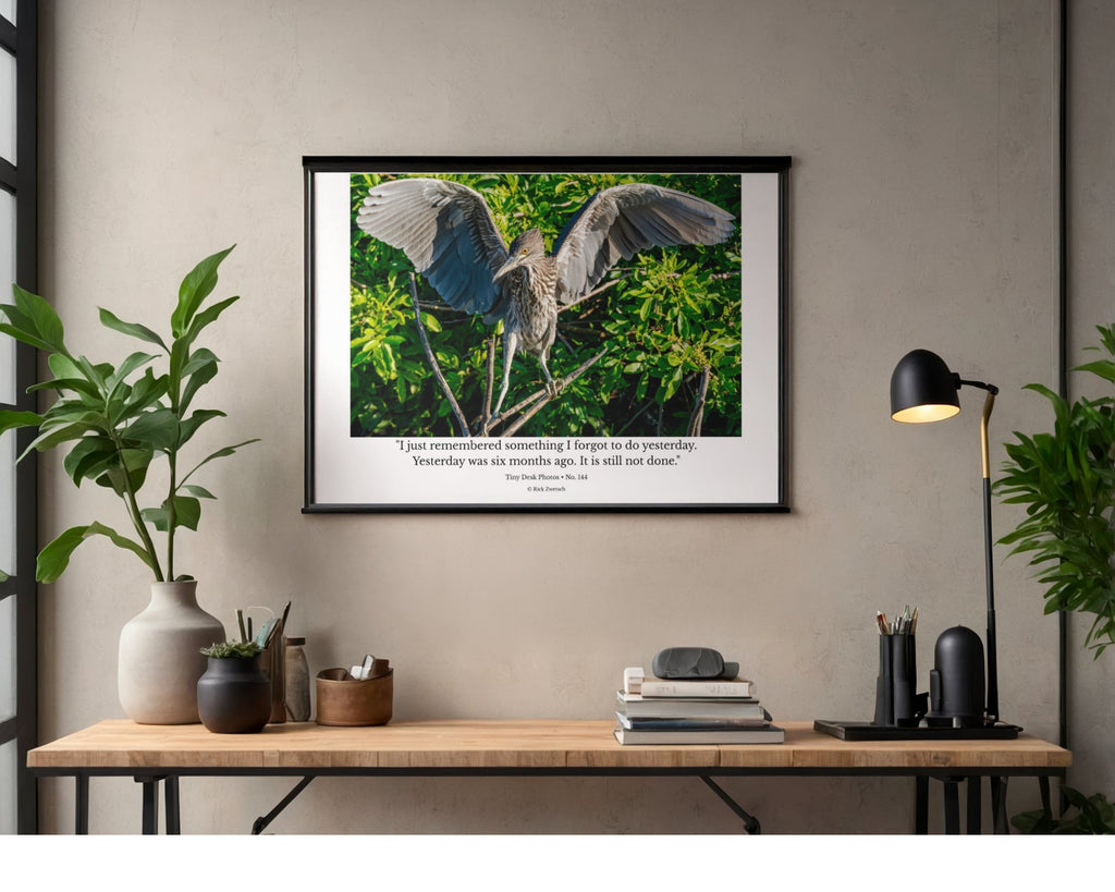 Yellow-Crowned Night Heron Wildlife Photography Print | Tiny Desk Photos No. 144