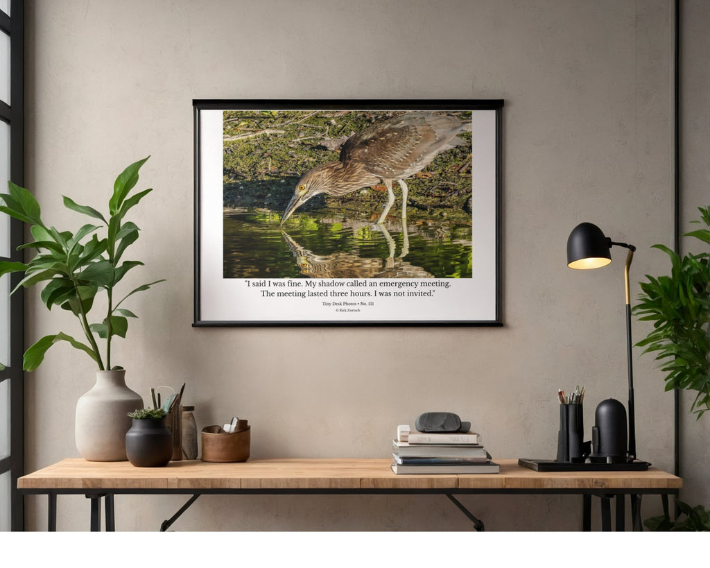 Juvenile Night Heron Wildlife Photography Print | Tiny Desk Photos No. 151