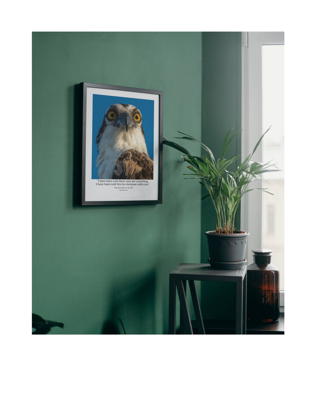 Osprey Wildlife Photography Print | Tiny Desk Photos No. 156