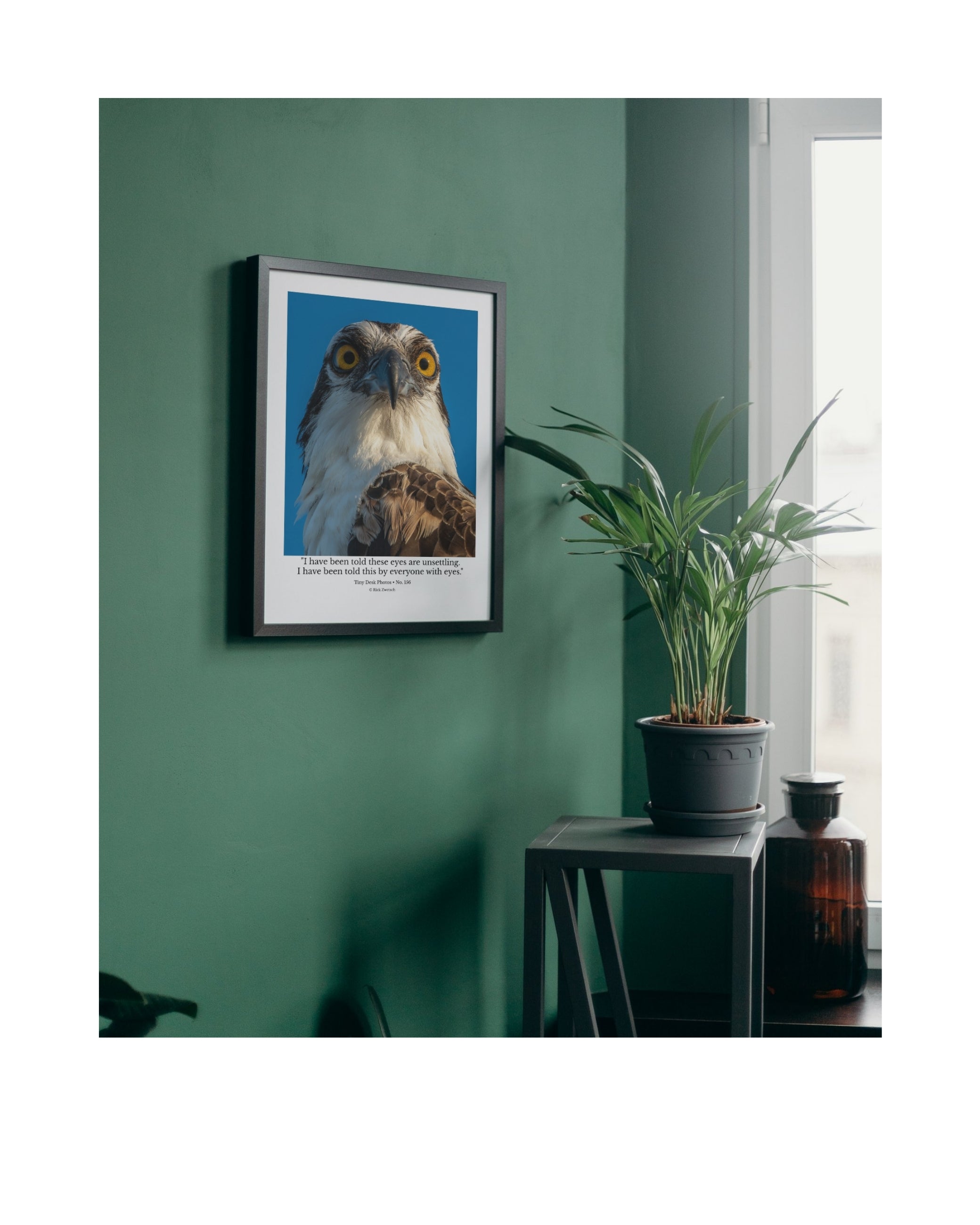 Osprey Wildlife Photography Print | Tiny Desk Photos No. 156