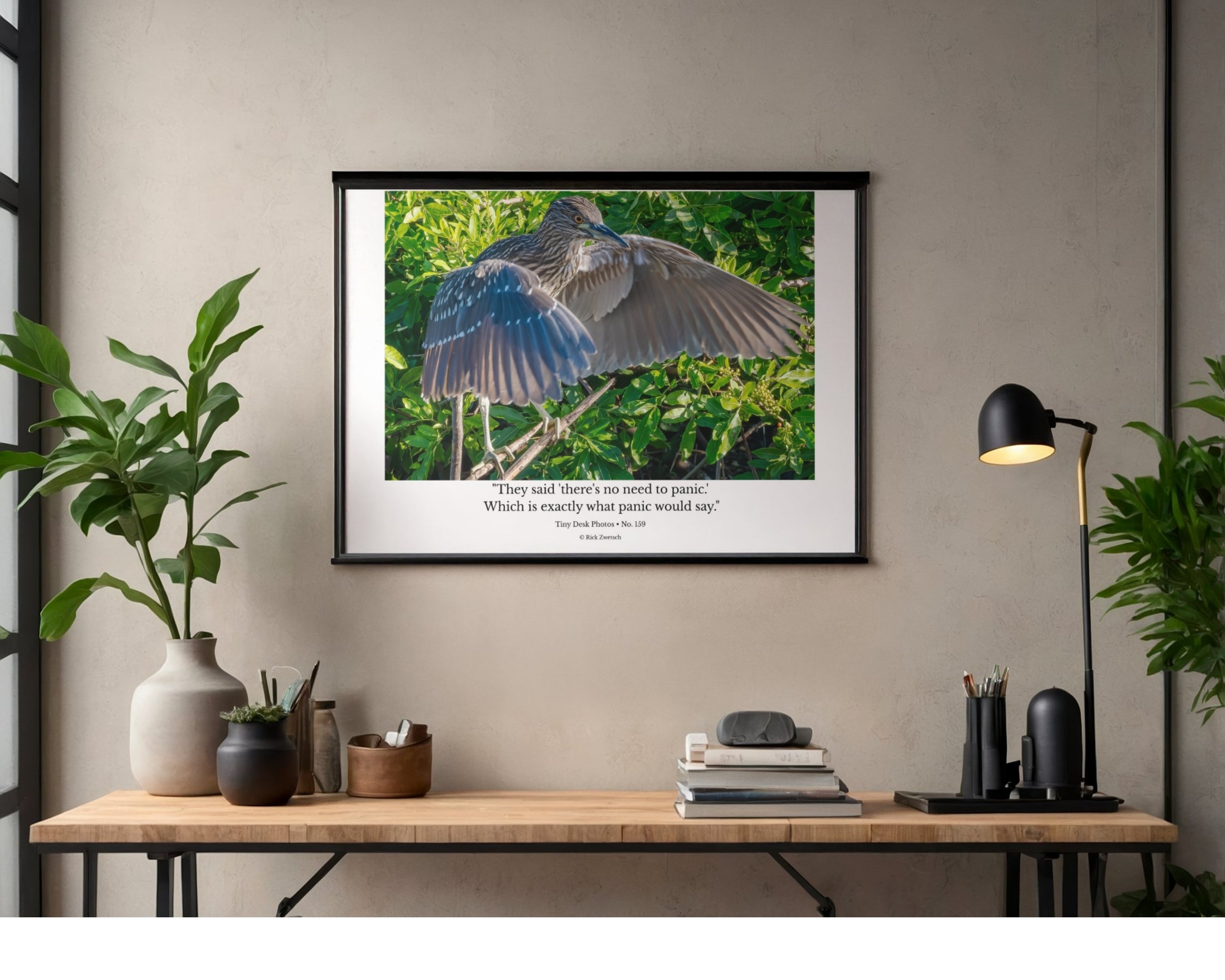 Black-Crowned Night Heron Wildlife Photography Print | Tiny Desk Photos No. 159