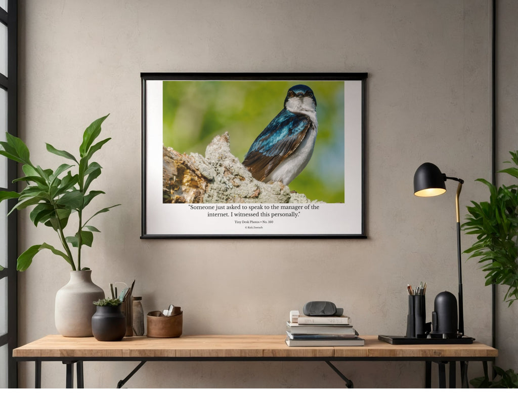 Tree Swallow Wildlife Photography Print | Tiny Desk Photos No. 160