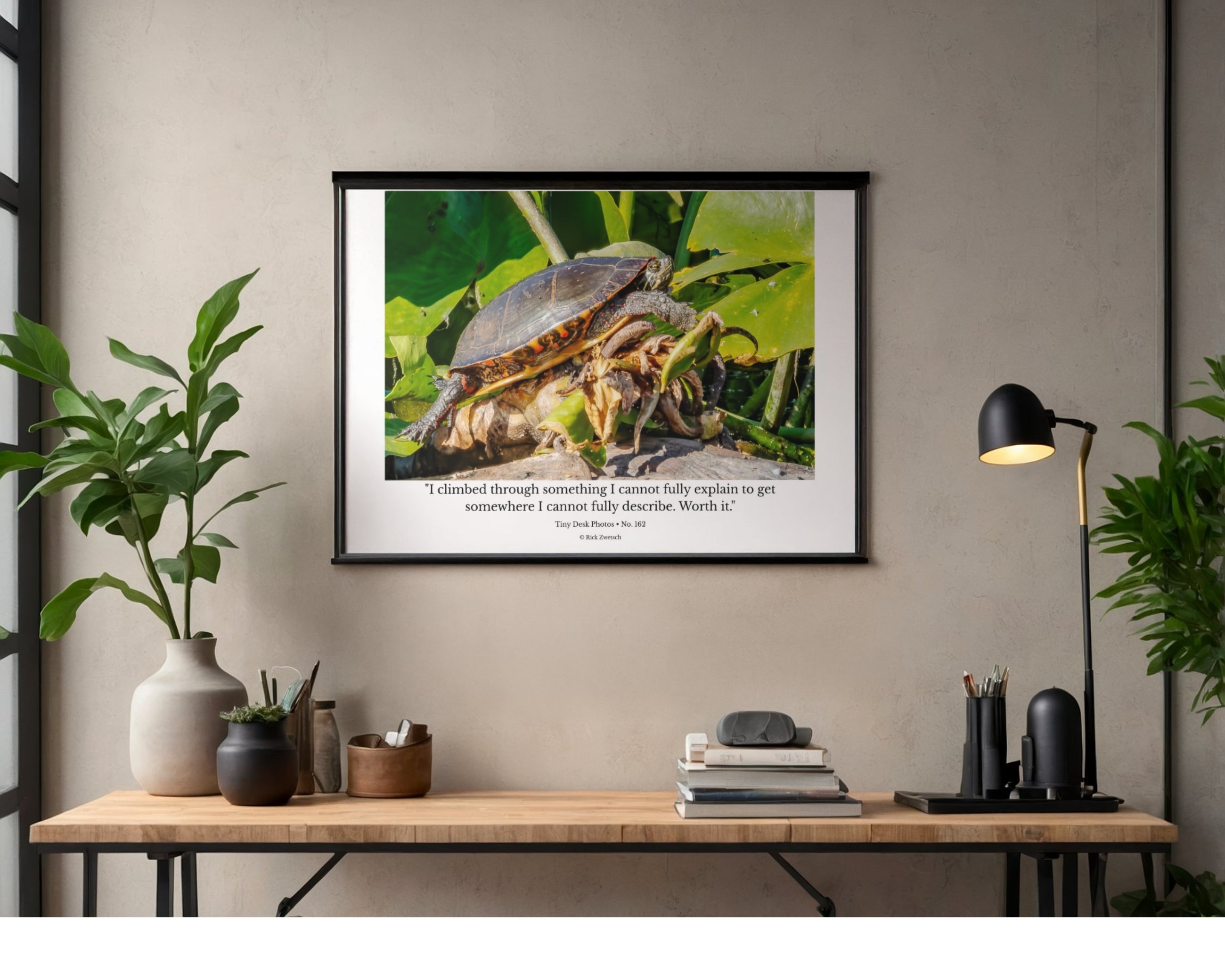 Painted Turtle Wildlife Photography Print | Tiny Desk Photos No. 162