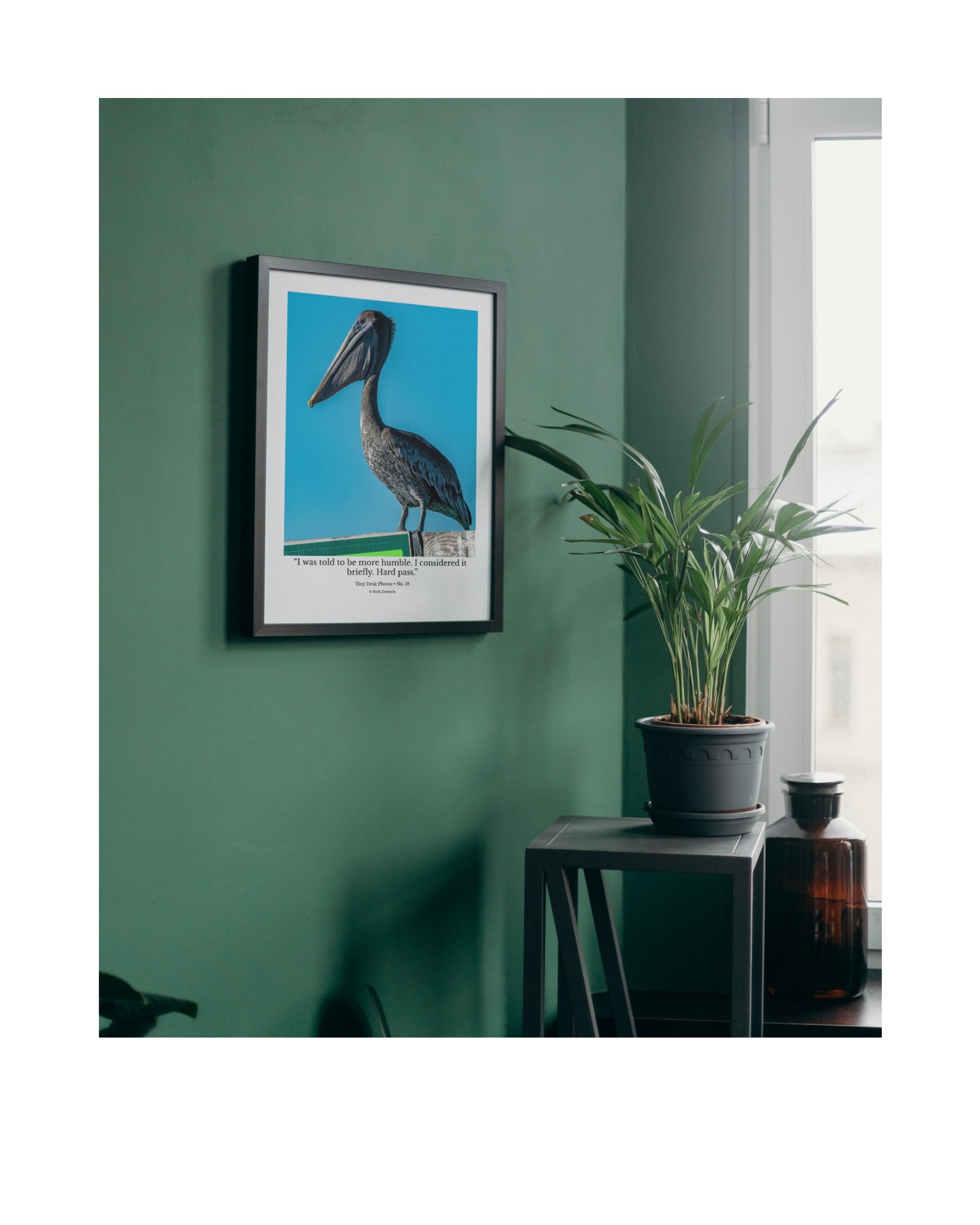 Tiny Desk Photos • No. 18 | Brown Pelican | Superiority