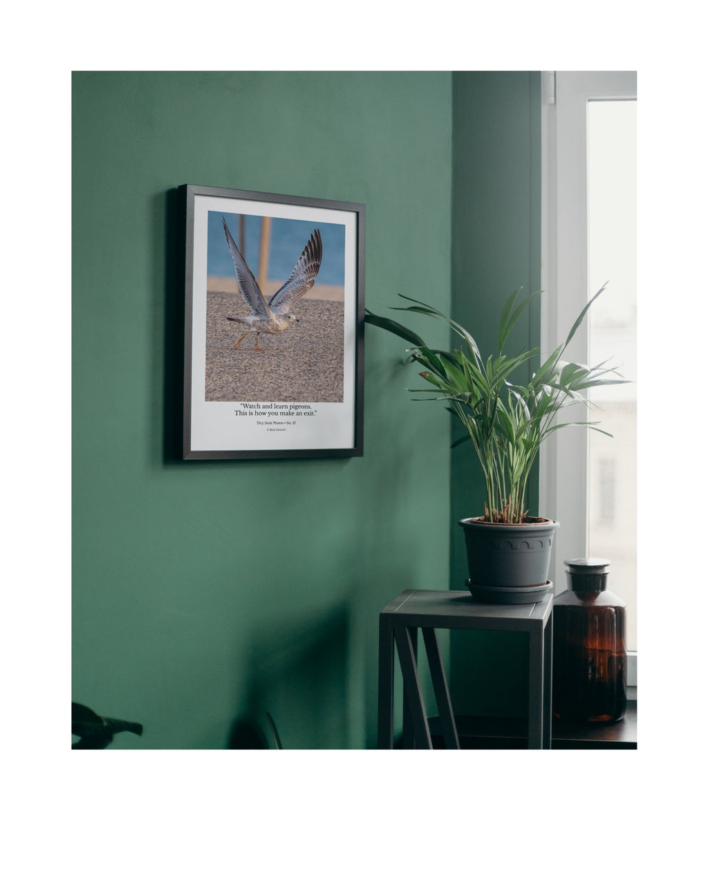 Ring-billed Gull Wildlife Photography Print | Tiny Desk Photos No. 27