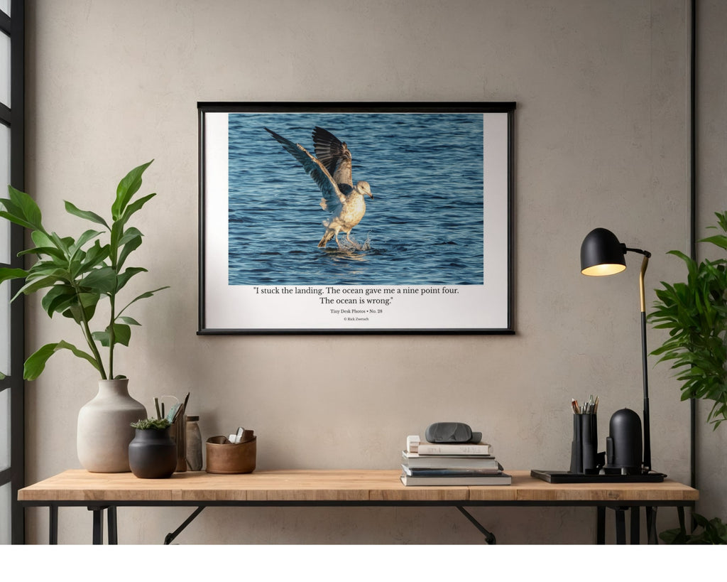 Ring-billed Gull Water Landing Wildlife Photography Print | Tiny Desk Photos No. 28