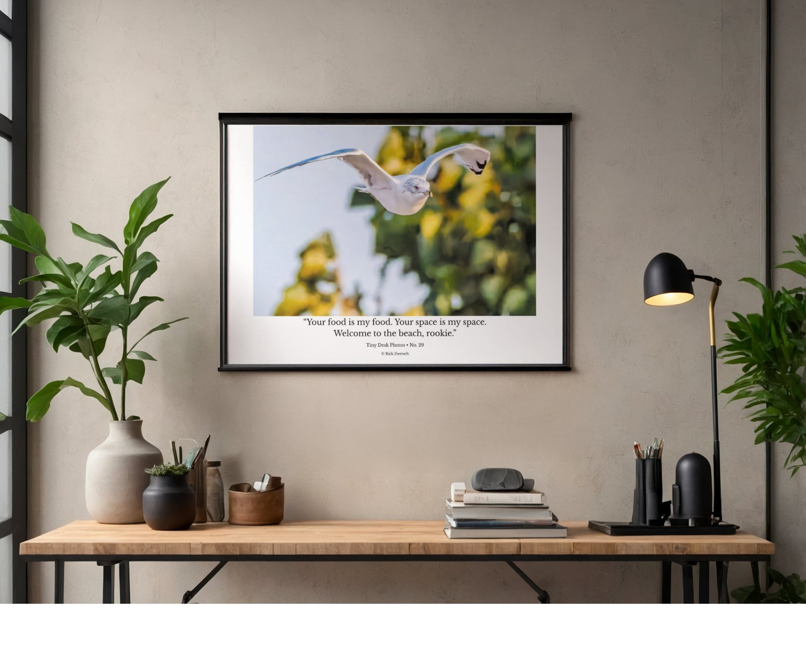 Ring-billed Gull In Flight Wildlife Photography Print | Tiny Desk Photos No. 29
