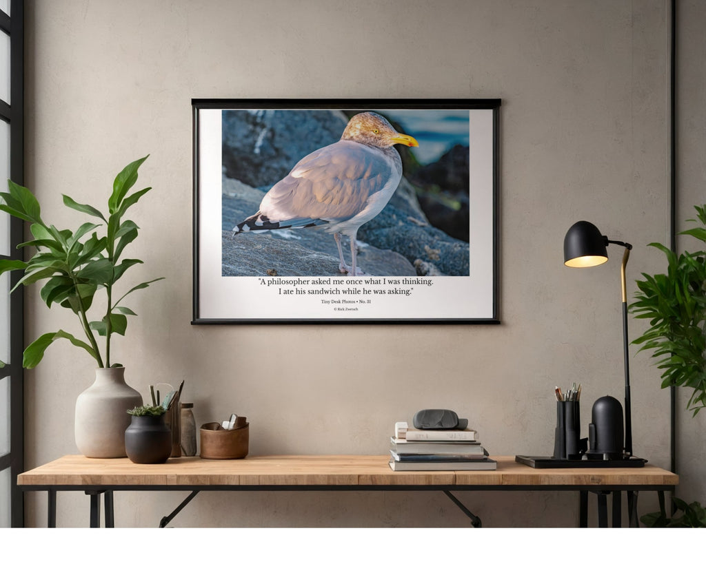 Ring-billed Gull Rock Perch Wildlife Photography Print | Tiny Desk Photos No. 31
