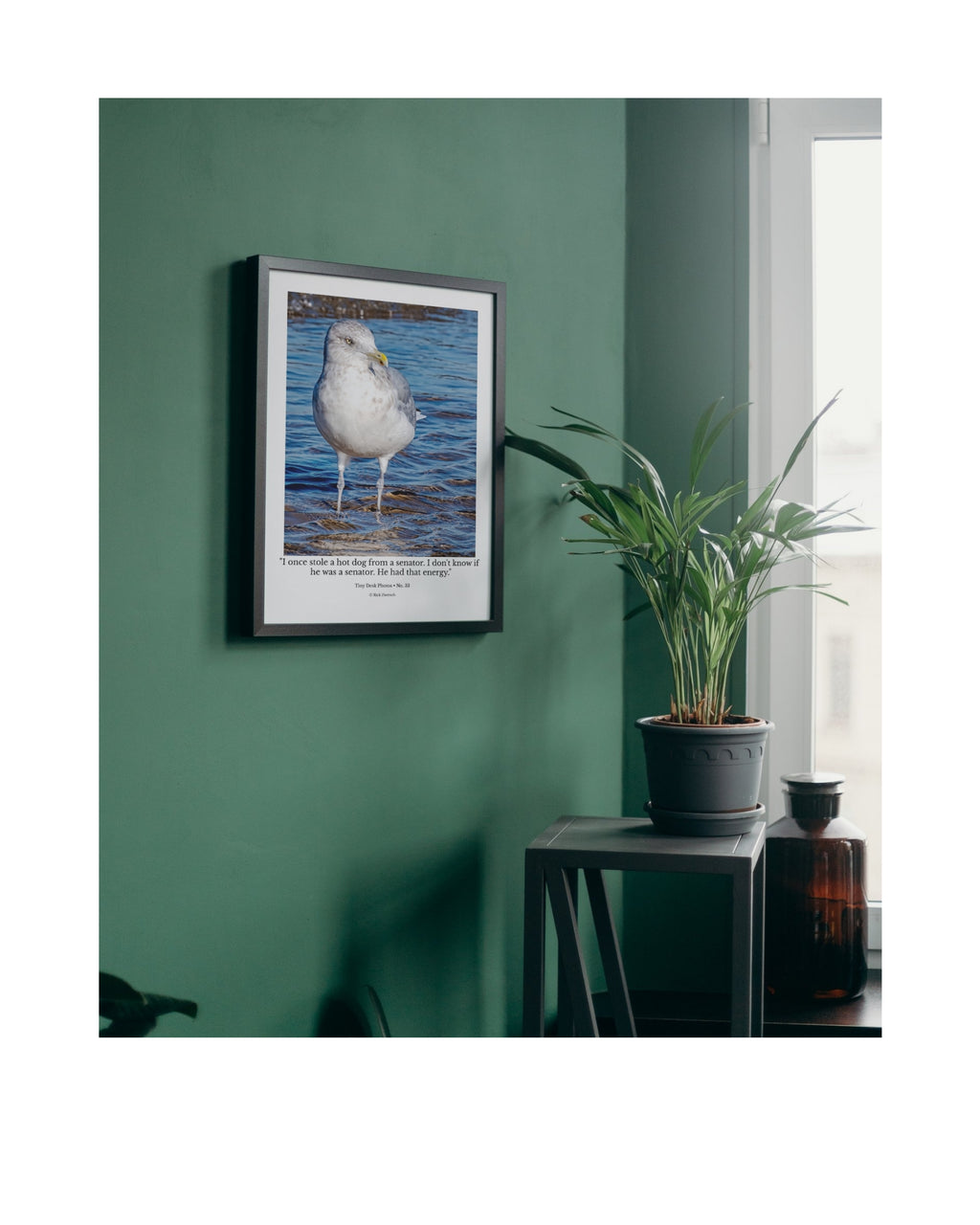 Ring-billed Gull Shoreline Portrait Wildlife Photography Print | Tiny Desk Photos No. 33