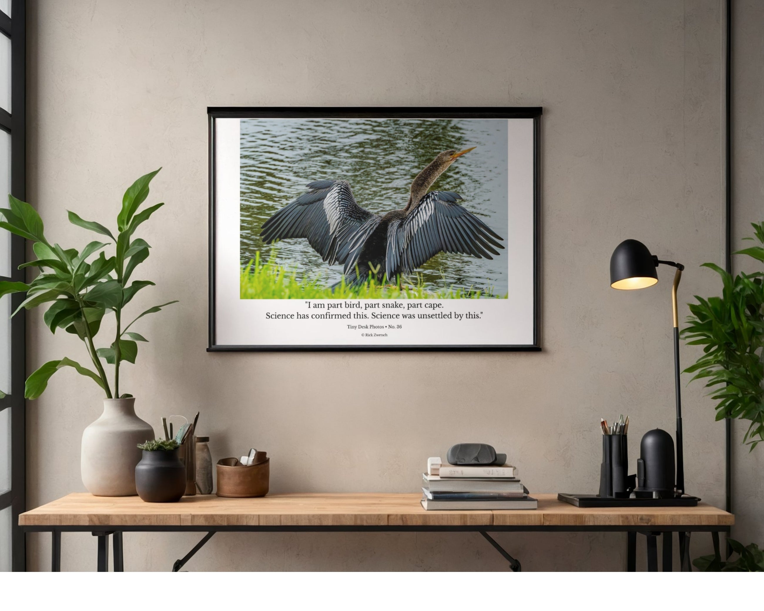 Anhinga Wings Spread Wildlife Photography Print | Tiny Desk Photos No. 36