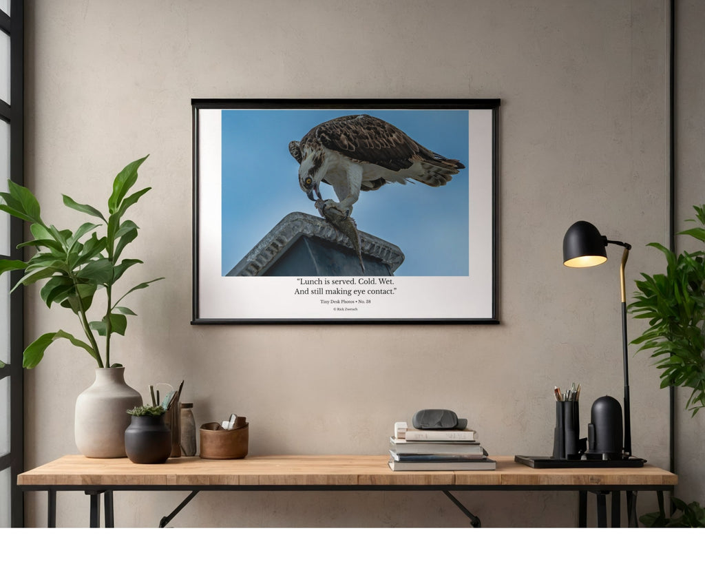 Osprey Catching Fish Wildlife Photography Print | Tiny Desk Photos No. 38