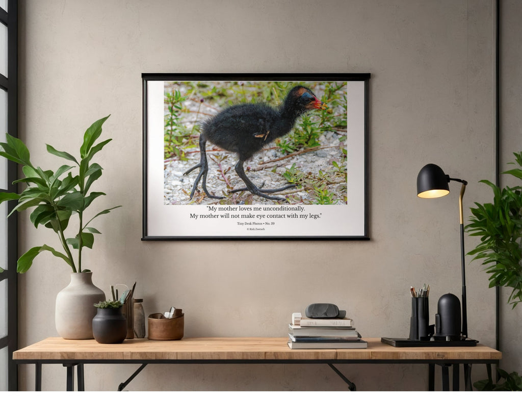 Common Gallinule Chick Wildlife Photography Print | Tiny Desk Photos No. 39