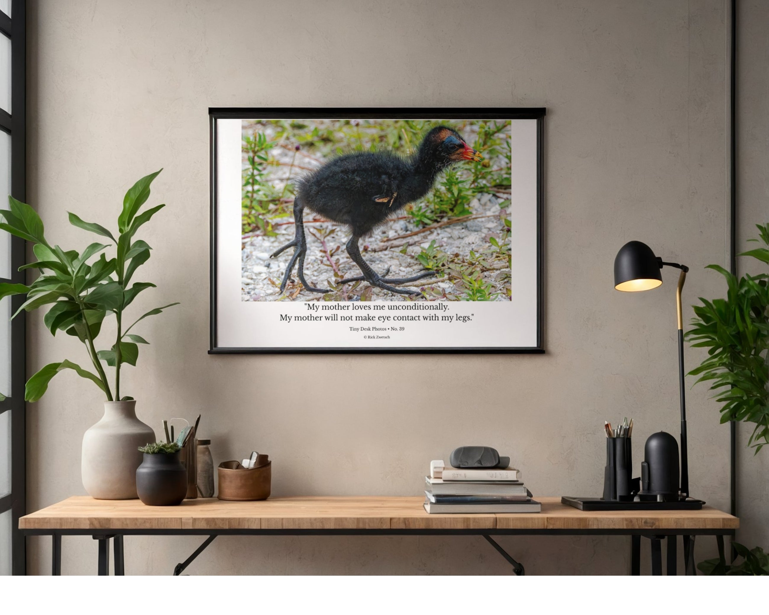 Common Gallinule Chick Wildlife Photography Print | Tiny Desk Photos No. 39