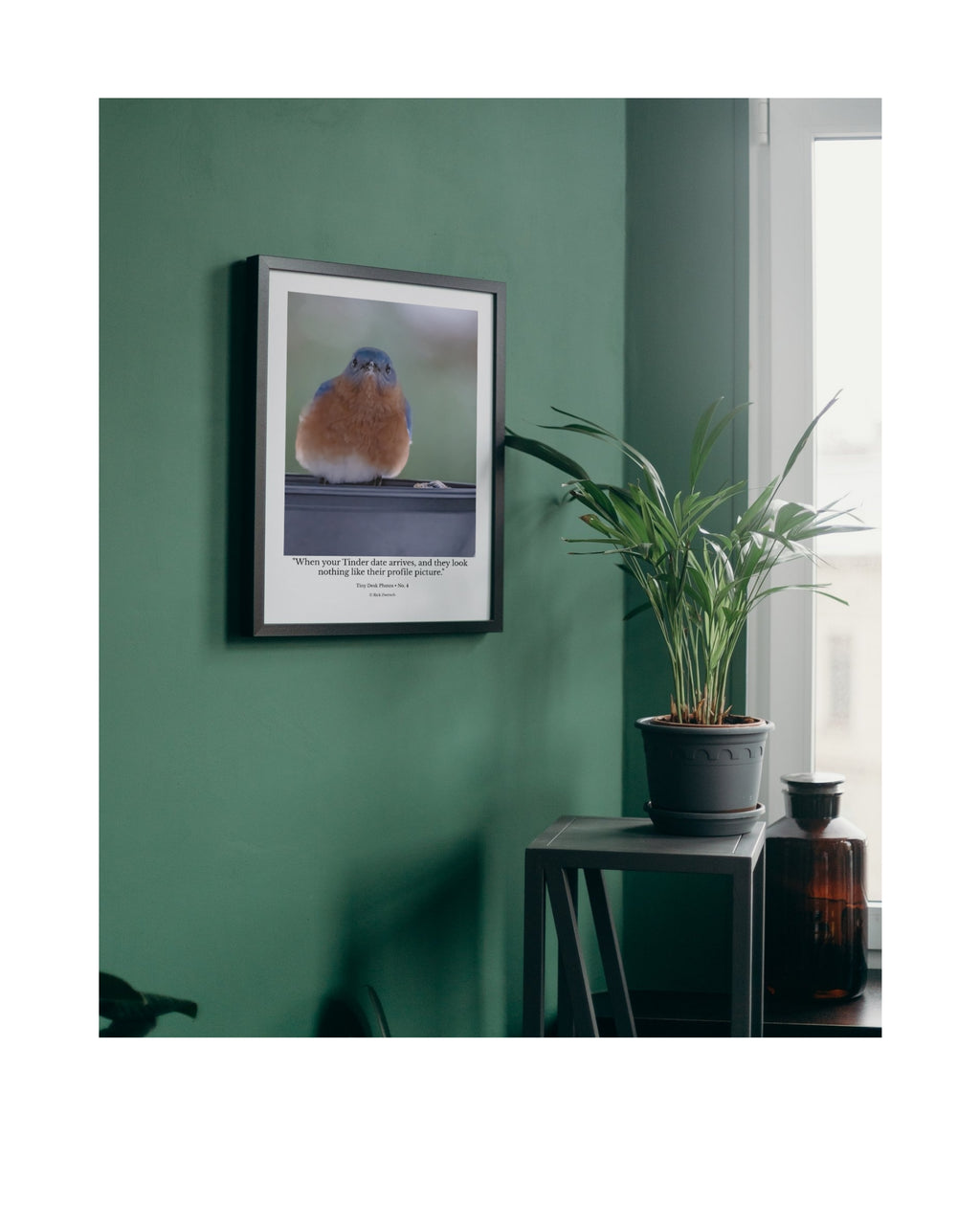 Tiny Desk Photos • No. 4 | Eastern Bluebird | Disillusionment