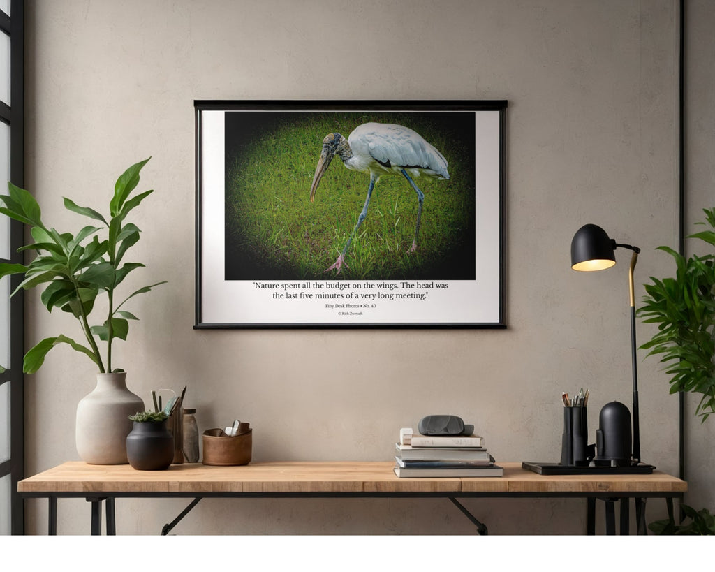 Wood Stork Foraging Wildlife Photography Print | Tiny Desk Photos No. 40