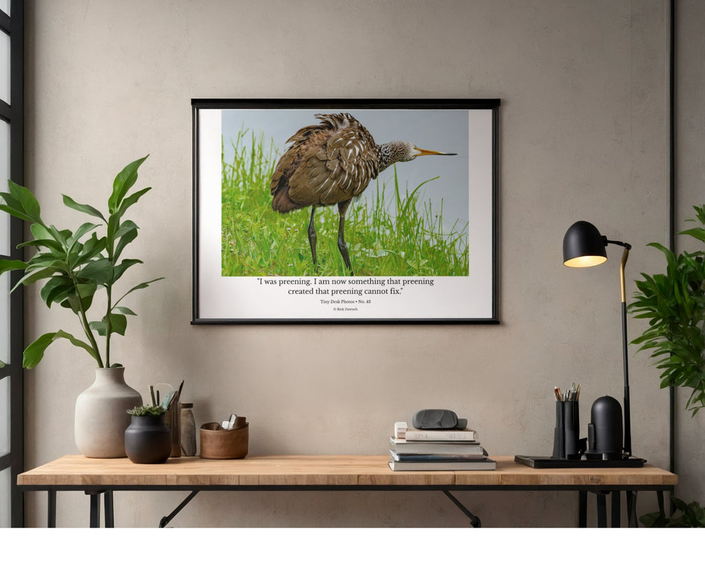 Limpkin Ruffled Feathers Wildlife Photography Print | Tiny Desk Photos No. 43