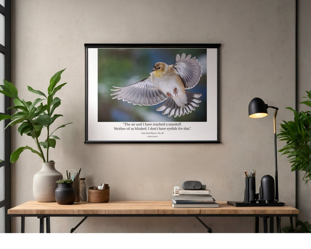 American Goldfinch Mid Air Flight Wildlife Photography Print | Tiny Desk Photos No. 49