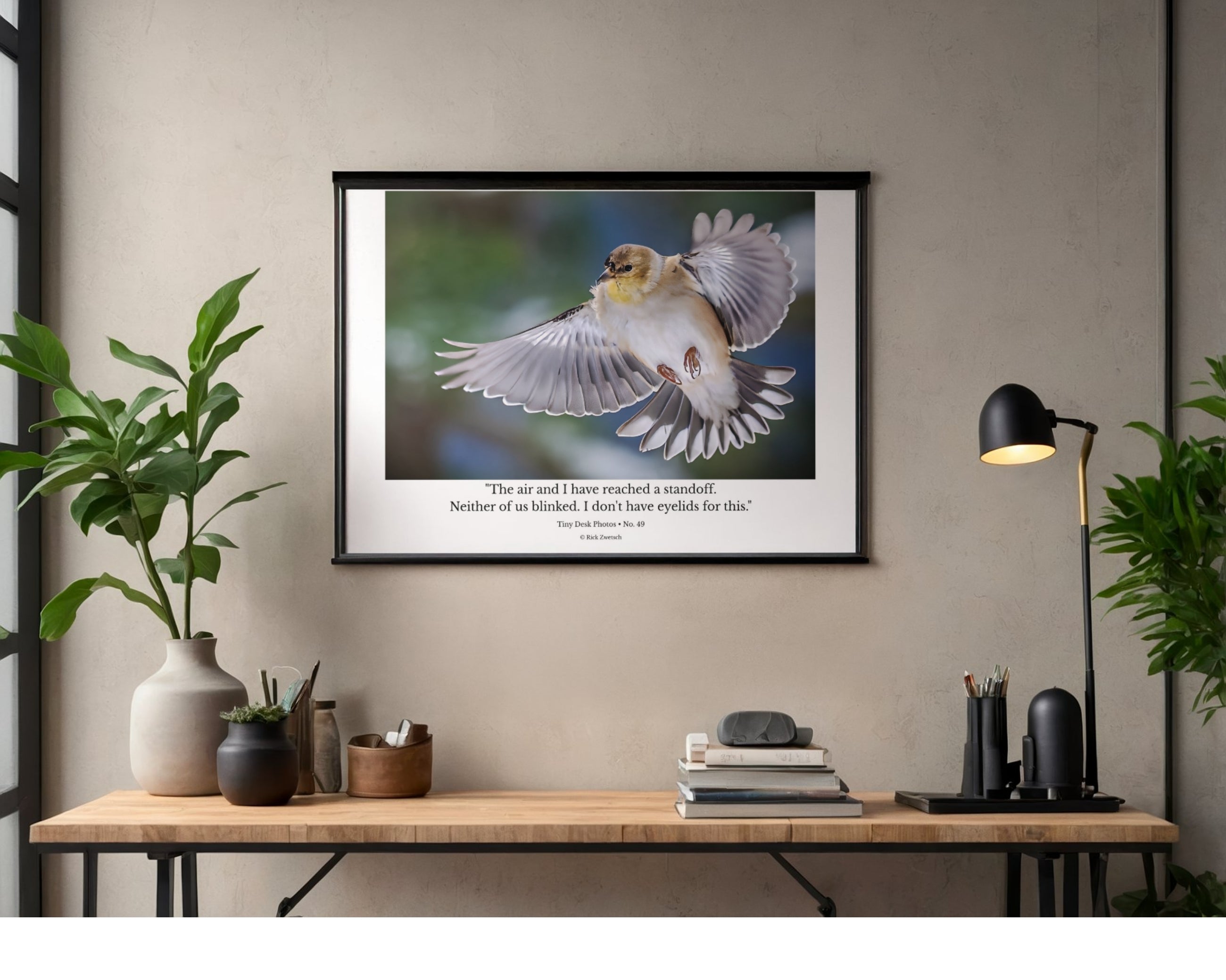 American Goldfinch Mid Air Flight Wildlife Photography Print | Tiny Desk Photos No. 49
