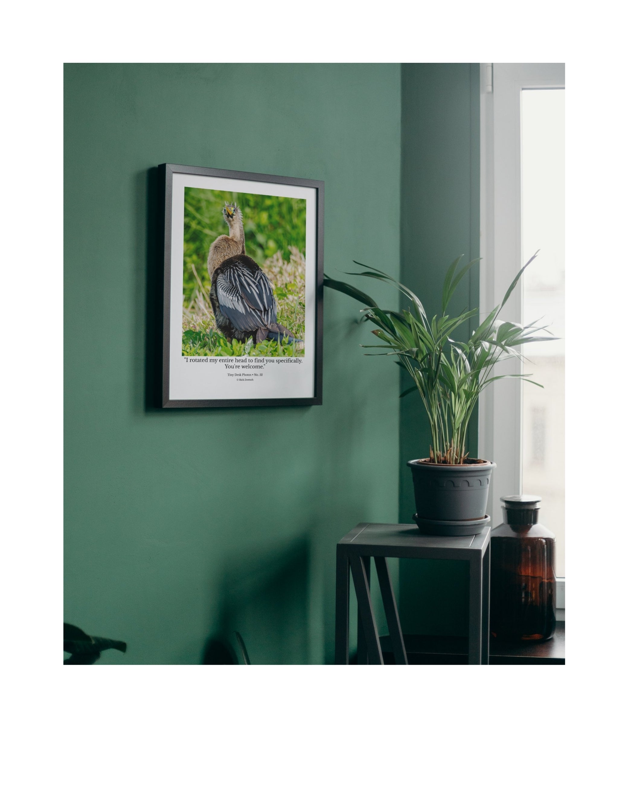 Anhinga Back View Head Turn Wildlife Photography Print | Tiny Desk Photos No. 52