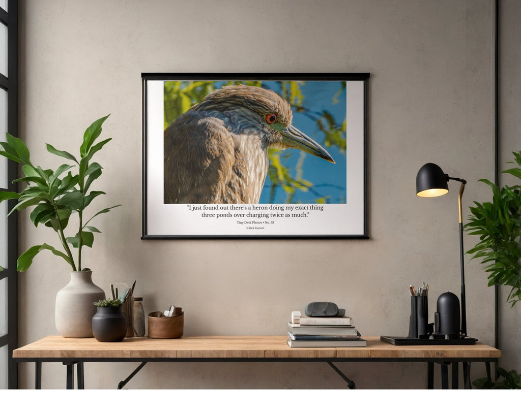 Yellow Crowned Night Heron Close Up Wildlife Photography Print | Tiny Desk Photos No. 53