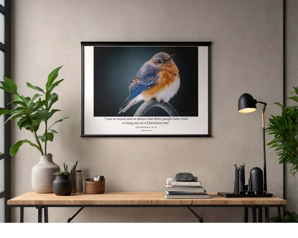 Eastern Bluebird Fluffed Feathers Wildlife Photography Print | Tiny Desk Photos No. 58