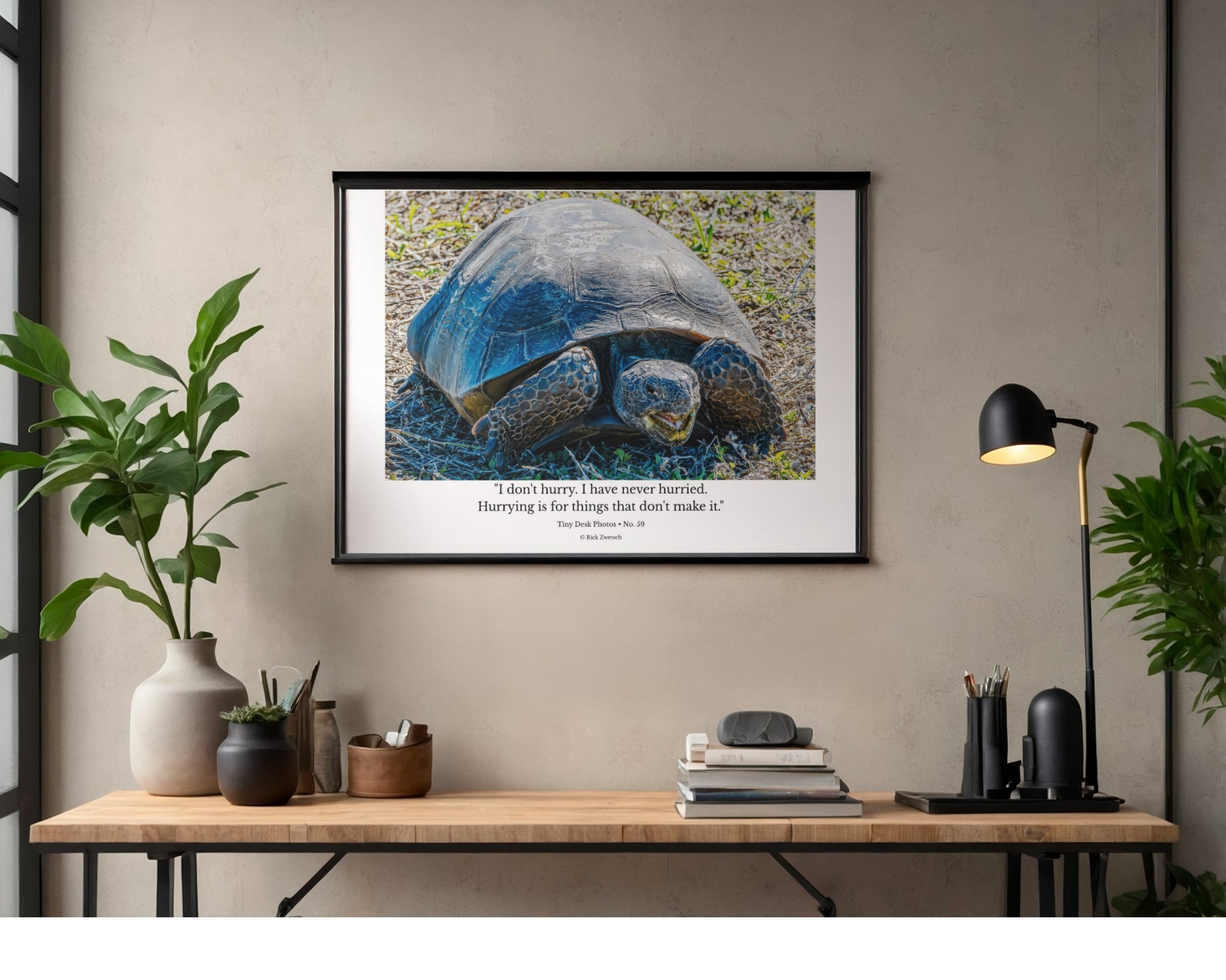 Gopher Tortoise Ground Portrait Wildlife Photography Print | Tiny Desk Photos No. 59