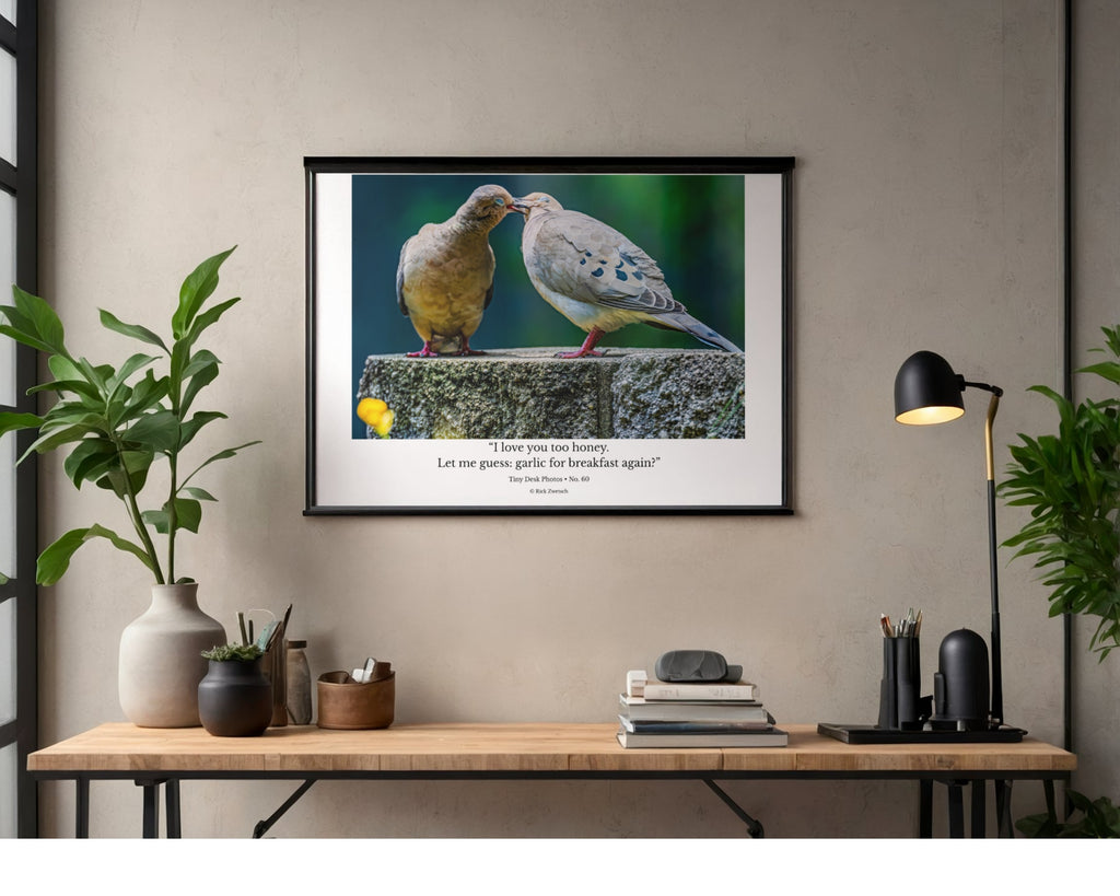 Eurasian Collared Dove Pair Wildlife Photography Print | Tiny Desk Photos No. 60