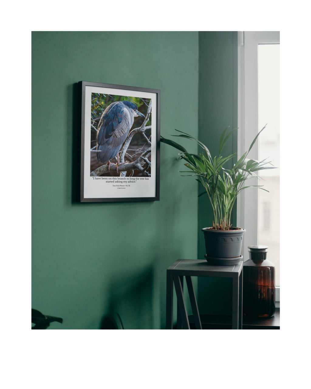 Black-crowned Night Heron Wildlife Photography Print | Tiny Desk Photos No. 62
