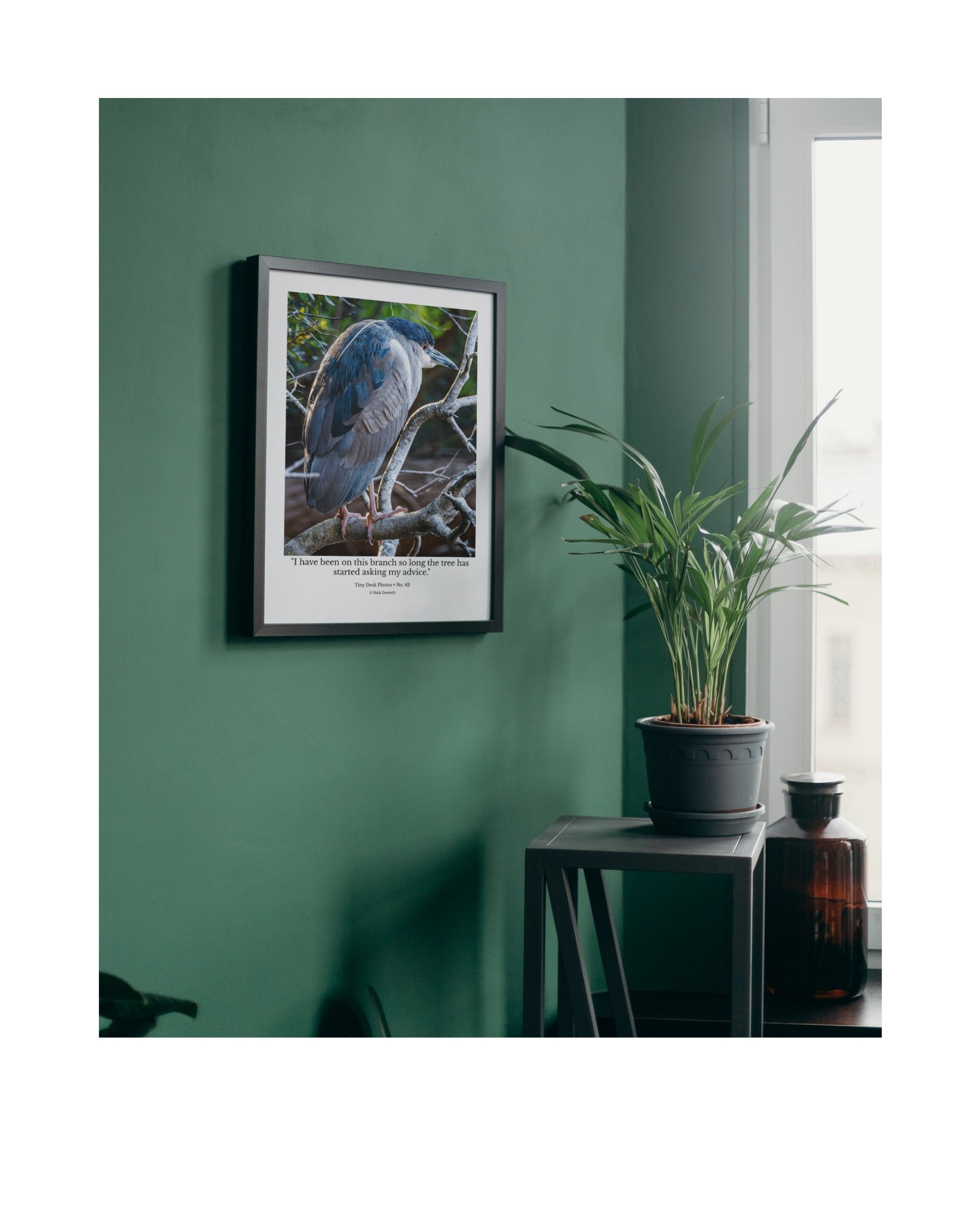 Black-crowned Night Heron Wildlife Photography Print | Tiny Desk Photos No. 62