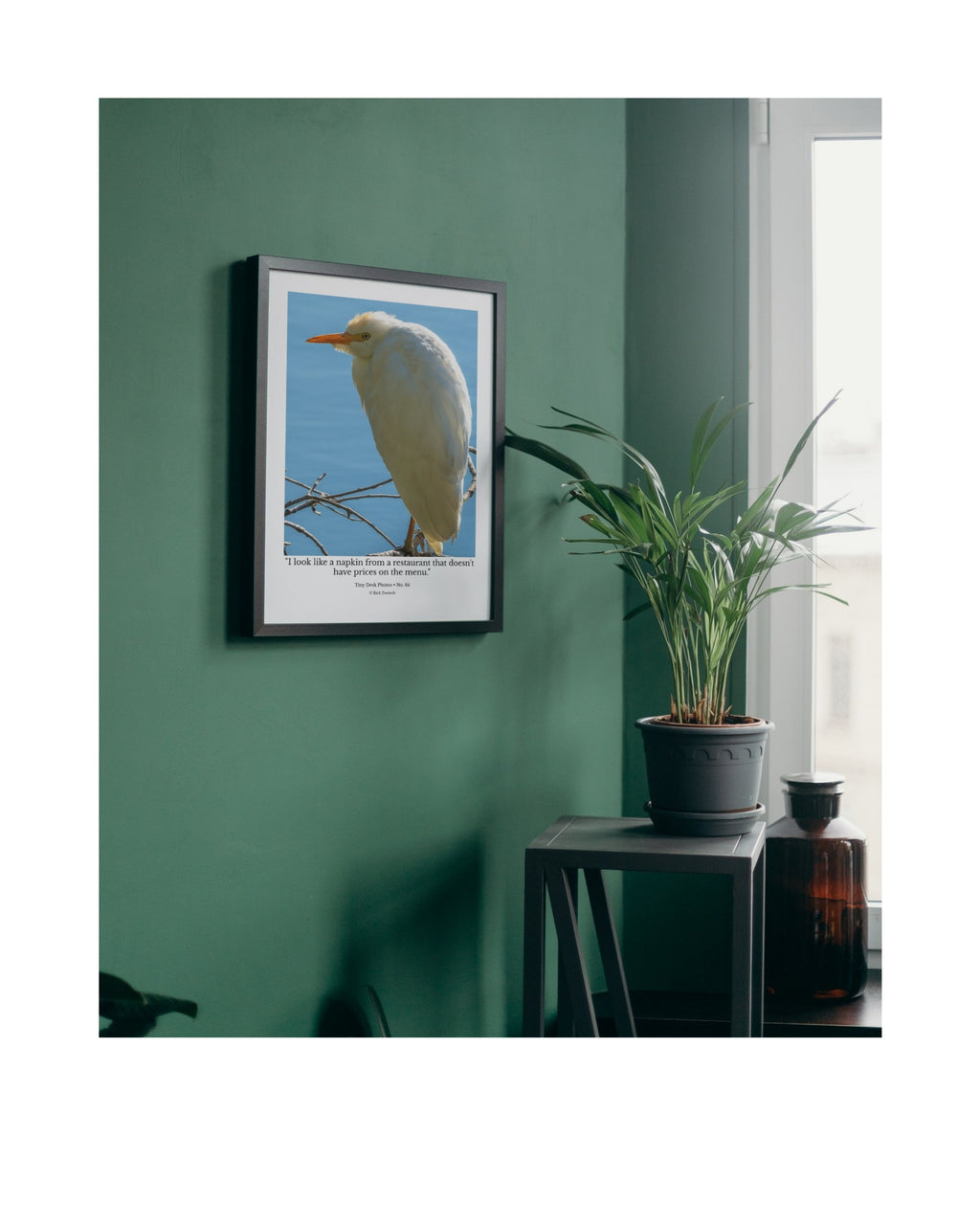 Cattle Egret Wildlife Photography Print | Tiny Desk Photos No. 64