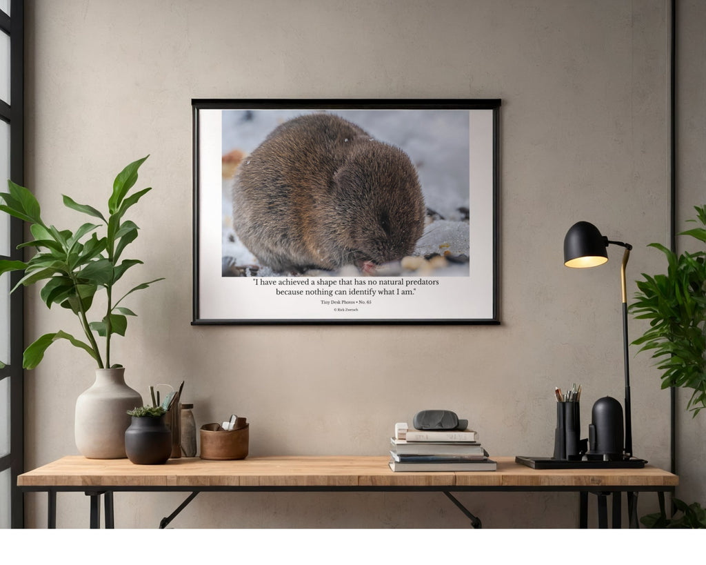 Vole Wildlife Photography Print | Tiny Desk Photos No. 65