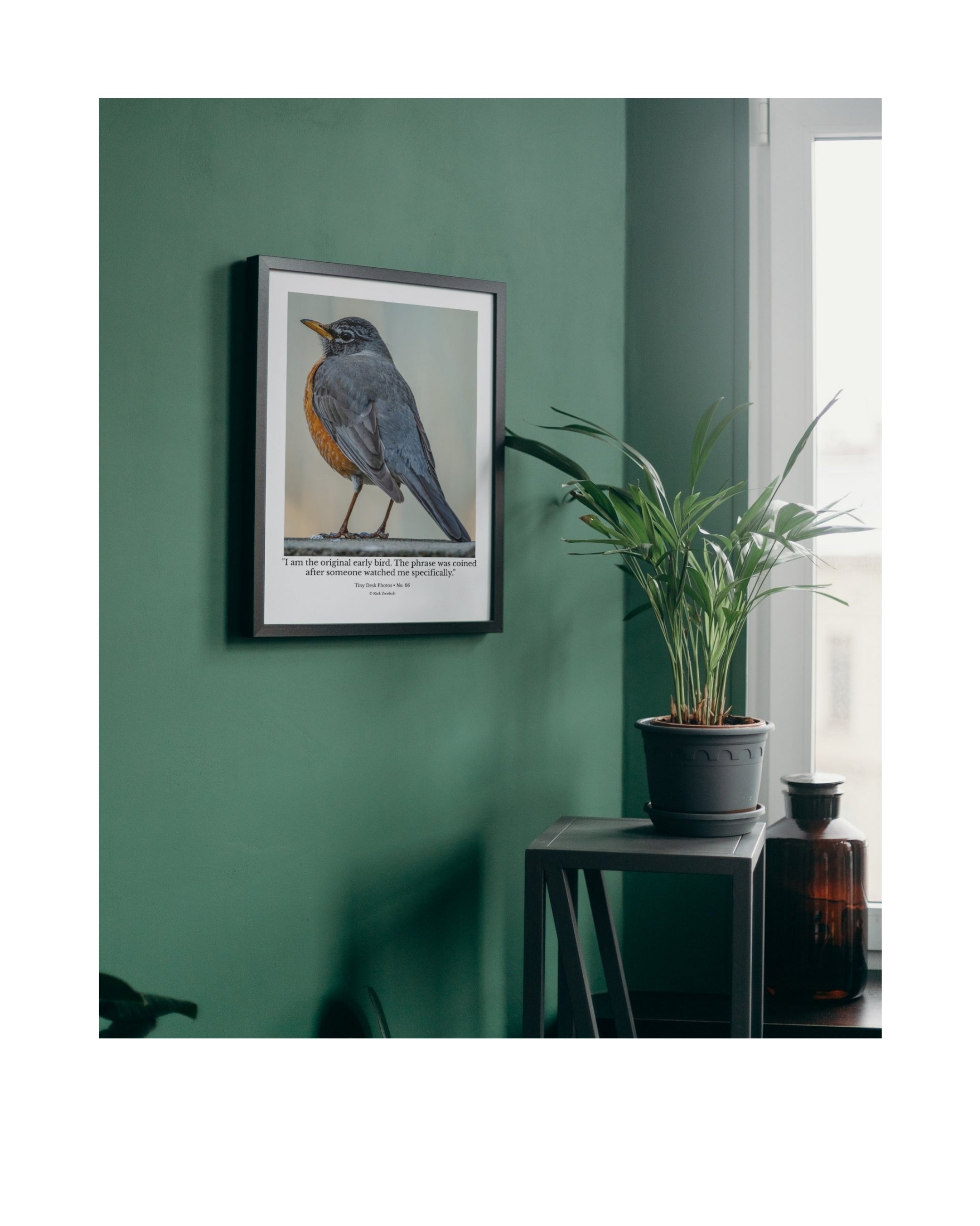 American Robin Side Profile Wildlife Photography Print | Tiny Desk Photos No. 66