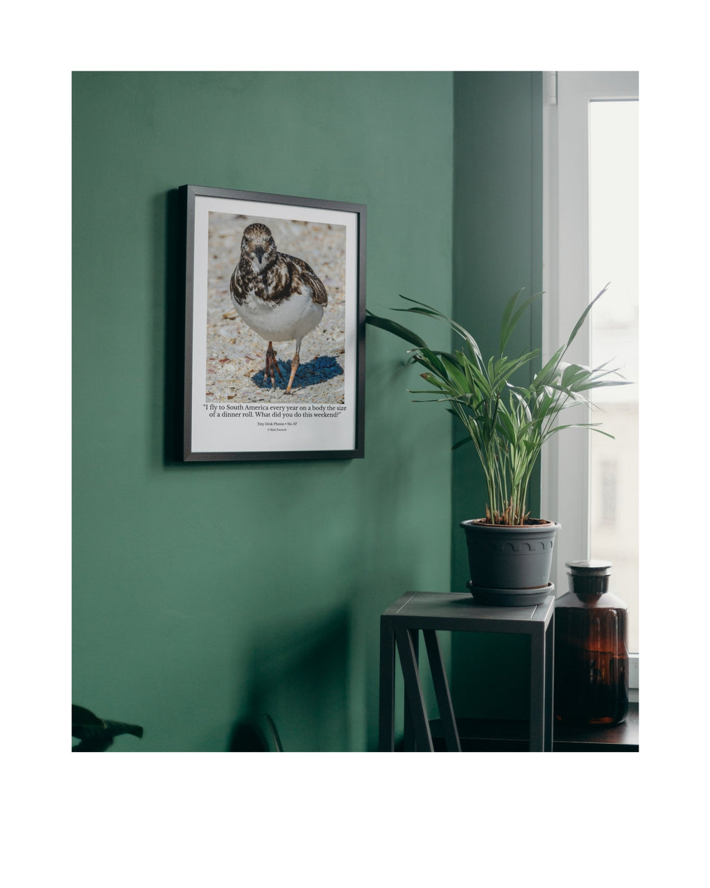 Ruddy Turnstone Beach Walk Wildlife Photography Print | Tiny Desk Photos No. 67