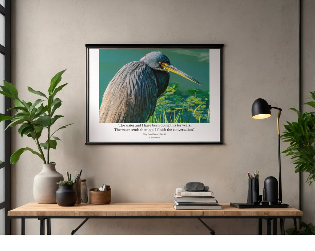 Tricolored Heron Hunting Close-Up Wildlife Photography Print | Tiny Desk Photos No. 69