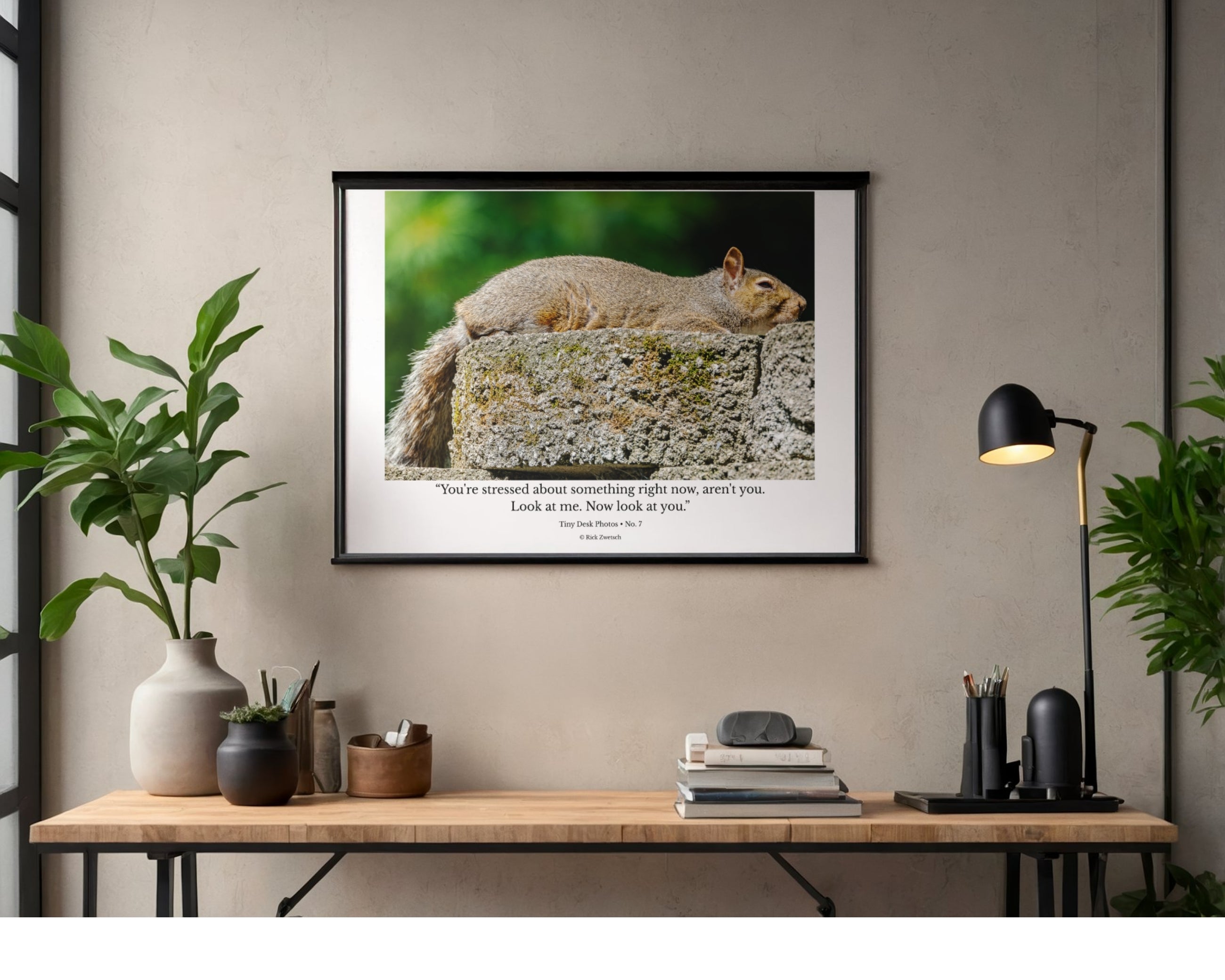 Tiny Desk Photos • No. 7 | Eastern Gray Squirrel | Composure