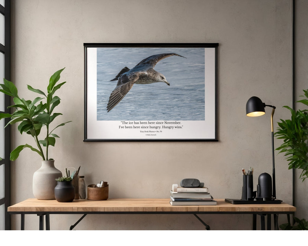 Juvenile Ring-billed Gull In Flight Wildlife Photography Print | Tiny Desk Photos No. 70