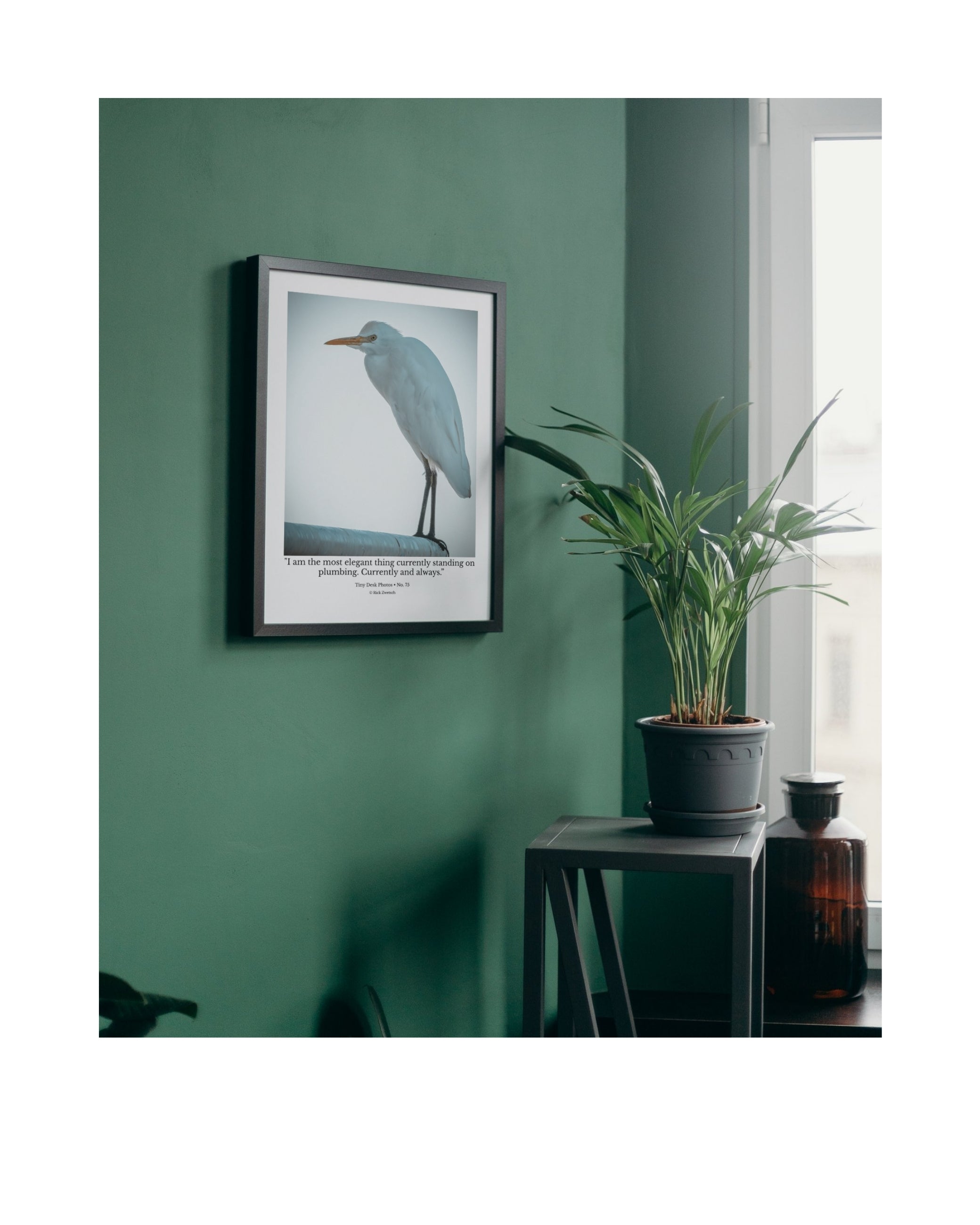 Cattle Egret Wildlife Photography Print | Tiny Desk Photos No. 75