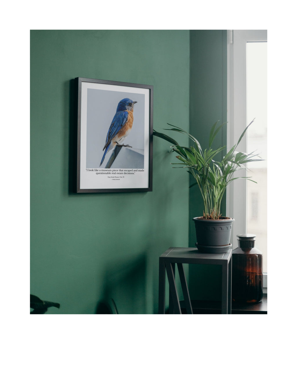 Eastern Bluebird Perched Profile Wildlife Photography Print | Tiny Desk Photos No. 79