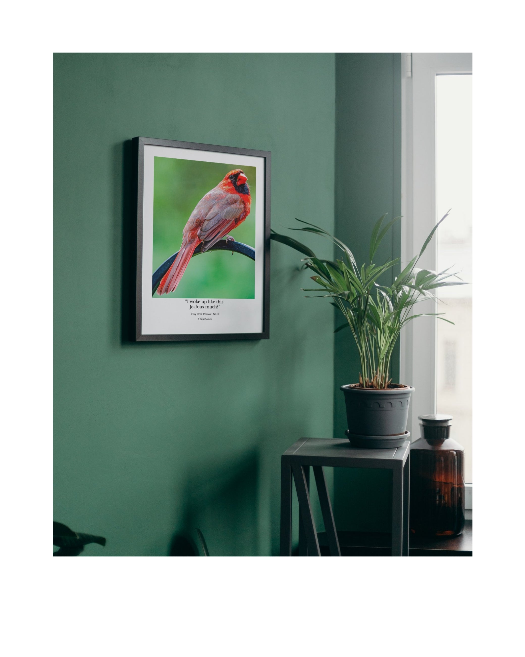 Tiny Desk Photos • No. 8 | Northern Cardinal | Vanity