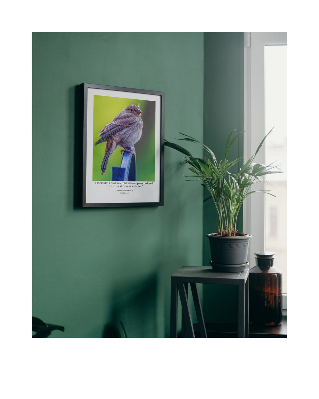 Juvenile House Finch Perched Portrait Wildlife Photography Print | Tiny Desk Photos No. 83