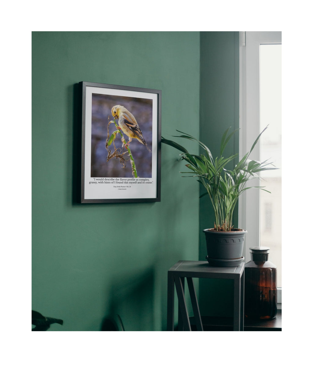 American Goldfinch Feeding Portrait Wildlife Photography Print | Tiny Desk Photos No. 84