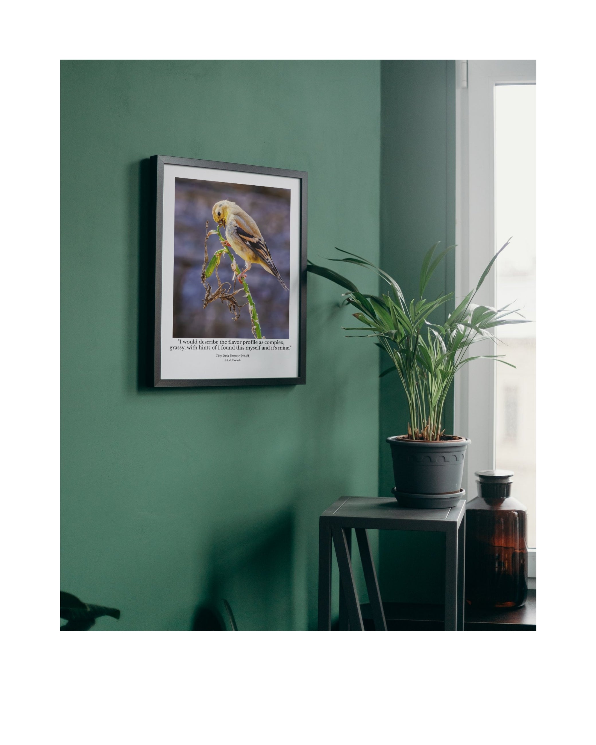 American Goldfinch Feeding Portrait Wildlife Photography Print | Tiny Desk Photos No. 84